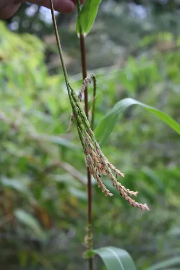 Broadleaf gamagrass