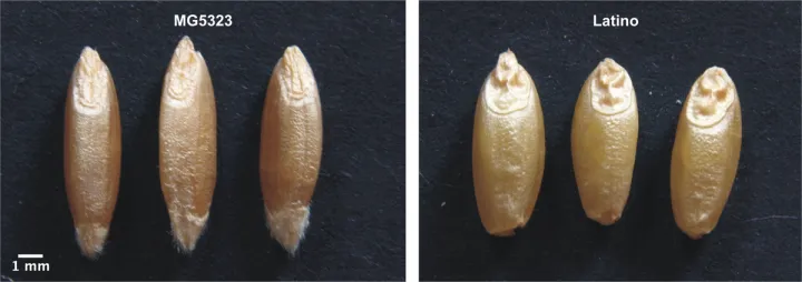 Durum wheat