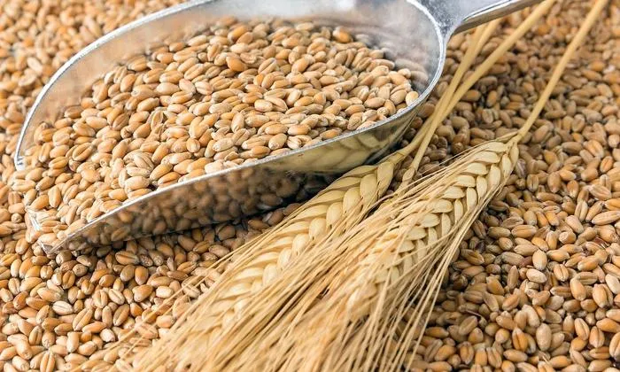 Durum wheat
