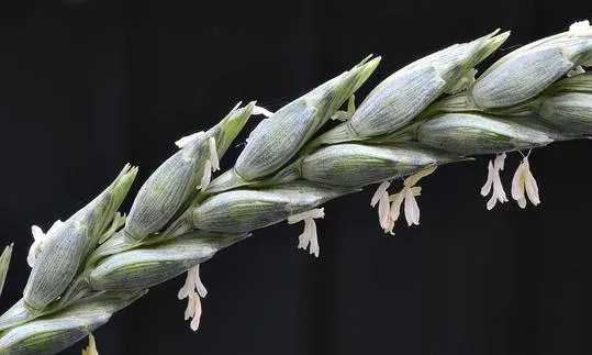 Durum wheat
