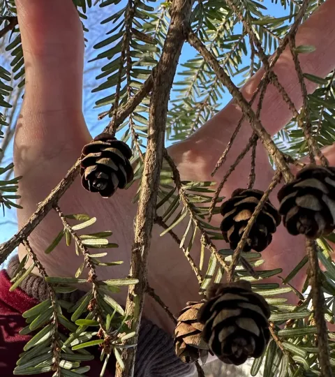 Eastern hemlock