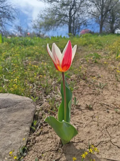 Kaufmann tulip