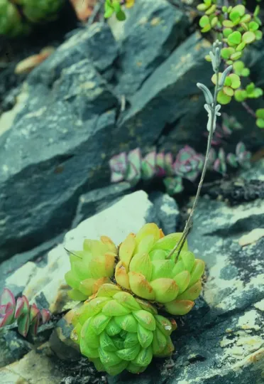 Tulworthiopsis