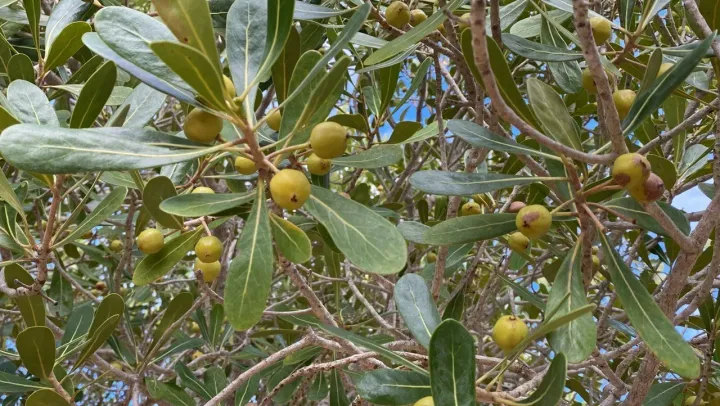 Uapaca bojeri