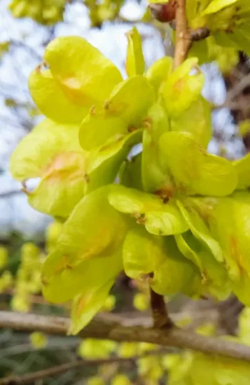 Field elm