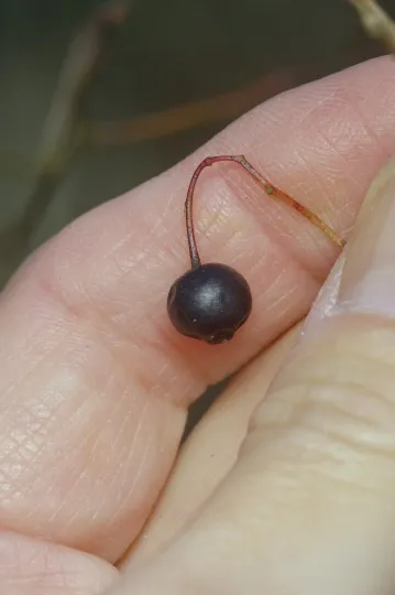 Farkleberry