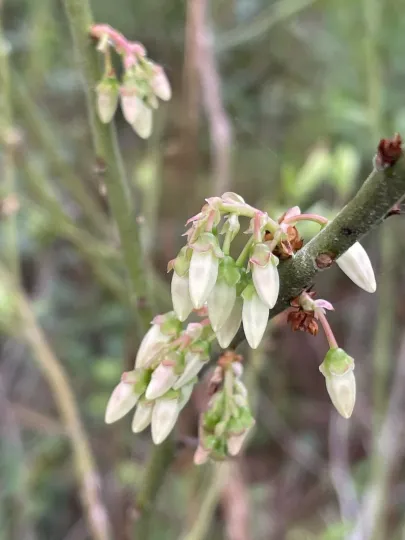 Rabbiteye blueberry