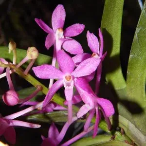 Vanda falcata x Vanda ampullacea