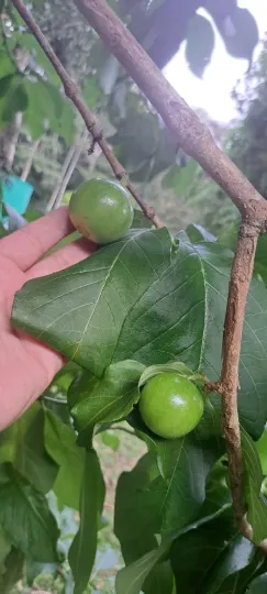 Vangueria madagascariensis