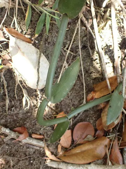 Vanilla bahiana