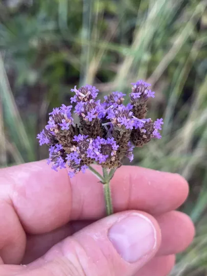 Purpletop vervain