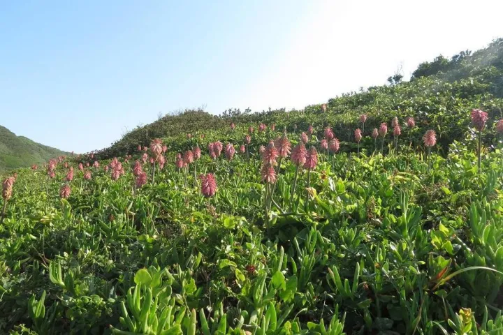 Veltheimia Gled.