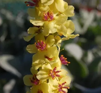 Golden mullein