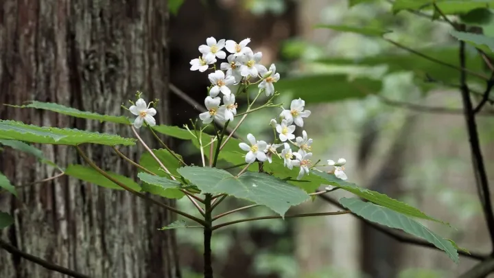 Japanese tung