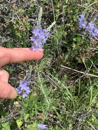 Broadleaf speedwell