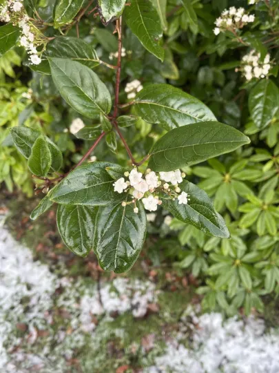 Viburnum bodnantense Aberconway