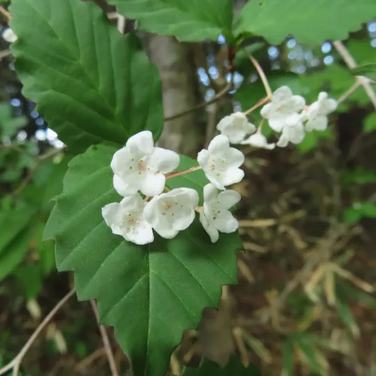 Viburnum phlebotrichum
