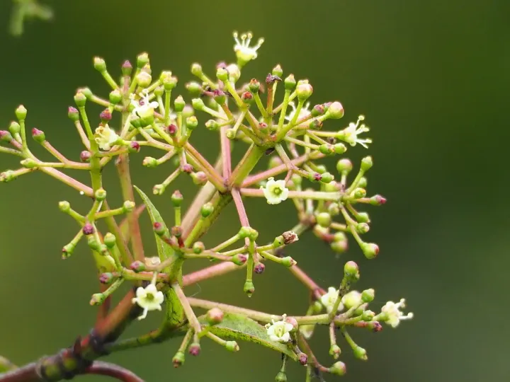Viburnum propinquum