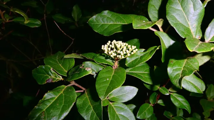 Lantanaphyllum viburnum