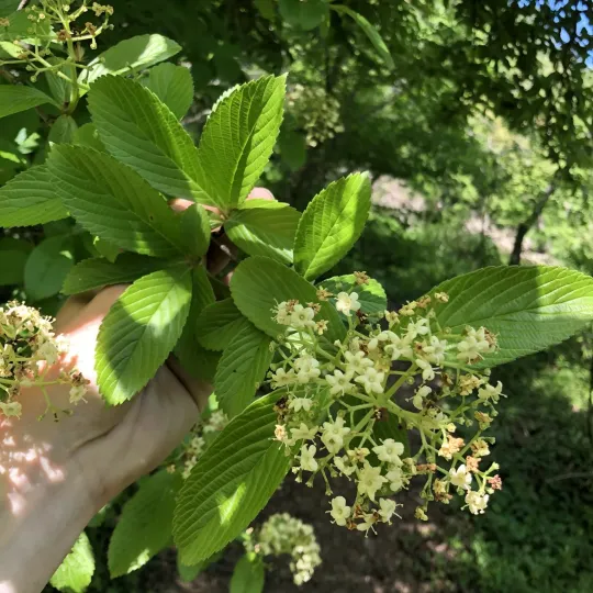Siebold's viburnum
