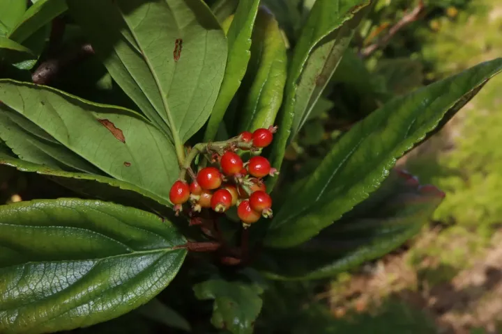 Sandankwa viburnum