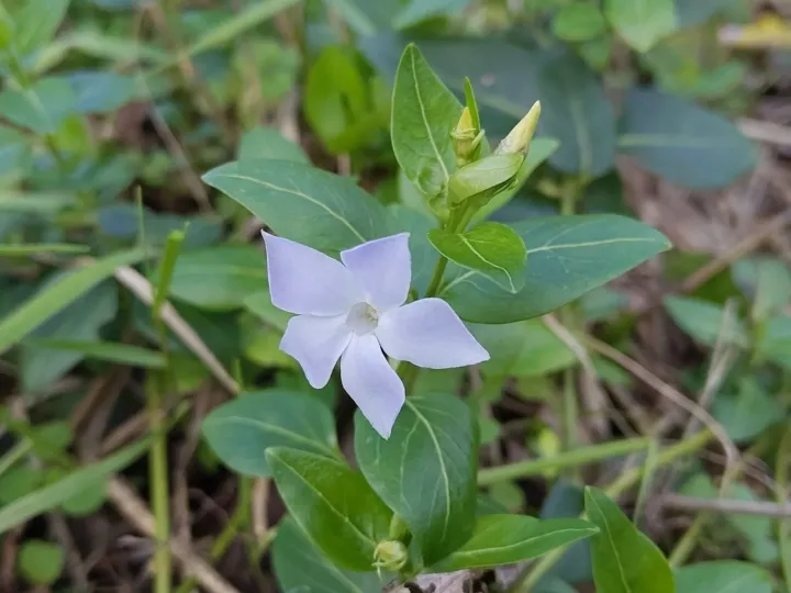 Vinca difformis