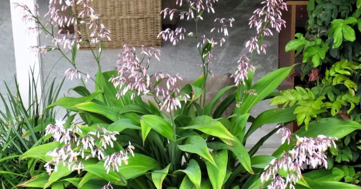 Renga Renga lily