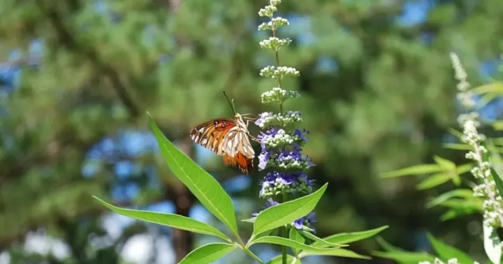 Hybrids of Vitex agnus-castus and Vitex trifolia