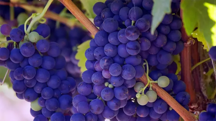 Intergeneric hybrids of Vitis rotundifolia and Vitis vinifera