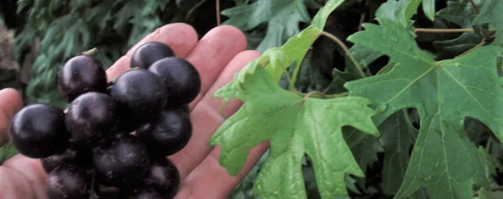 Muscadine-European grape hybrids