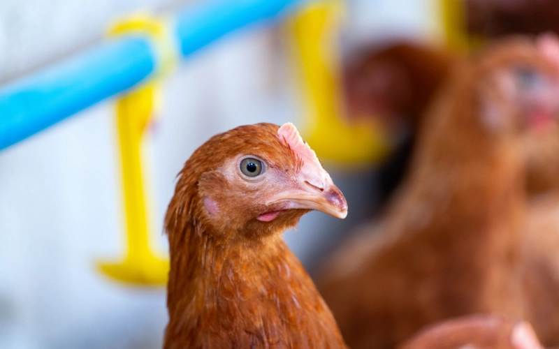 Как самостоятельно заменить терморегулятор в инкубаторе