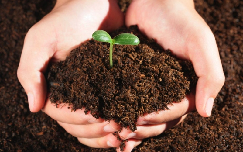 Натуральные удобрения для растений