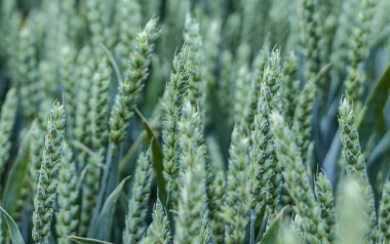 Где заказать семенные материалы и удобрения для большого урожая