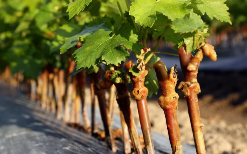 Способы выращивания винограда