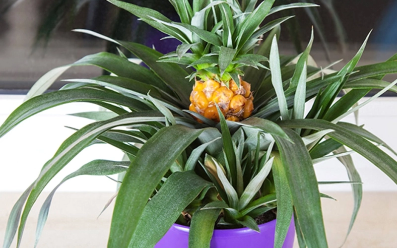 Как посадить ананас в домашних условиях: особенности и рекомендации