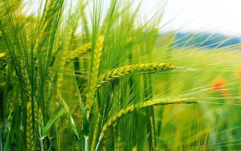 Особливості застосування гербіцидів в озимій пшениці: вибір, терміни та дози внесення Особливості застосування гербіцидів в озимій пшениці: вибір, терміни та дози внесення