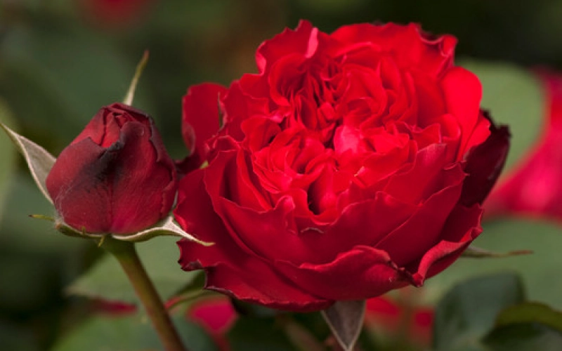 Борьба с вредителями и болезнями в выращивании роз