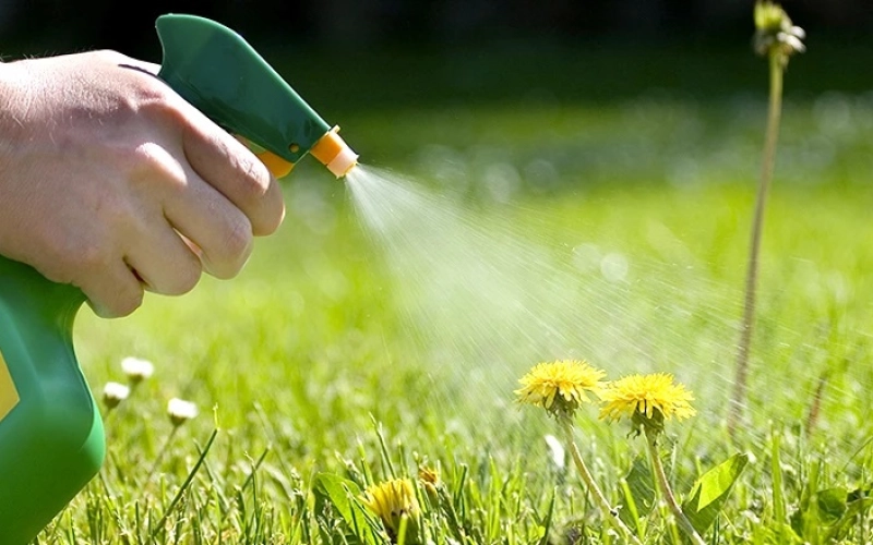 Гербициды: эффективное средство для борьбы с сорняками Гербициды: эффективное средство для борьбы с сорняками