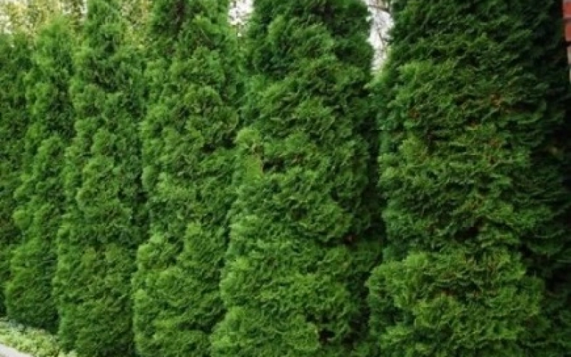 Саженцы туи: вечнозеленая красота для вашего сада