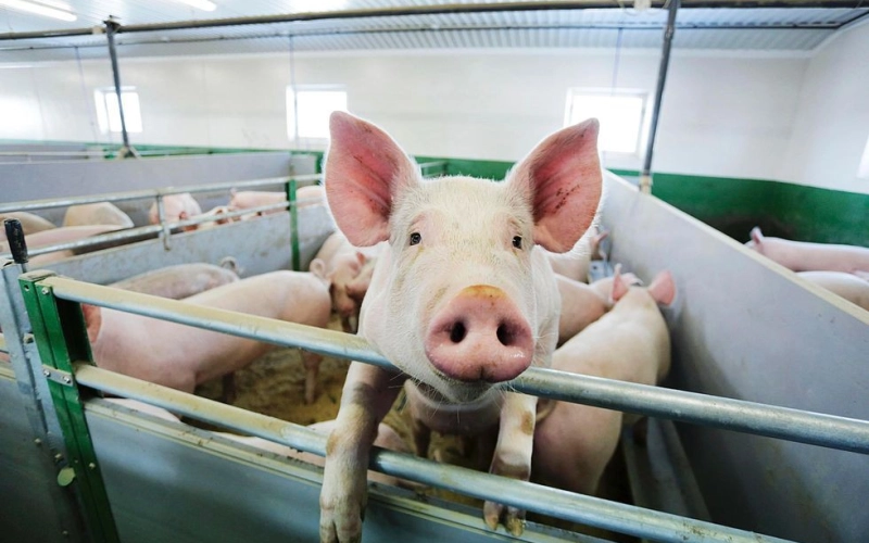 Обираємо стартовий корм: поради для новачків свинарства