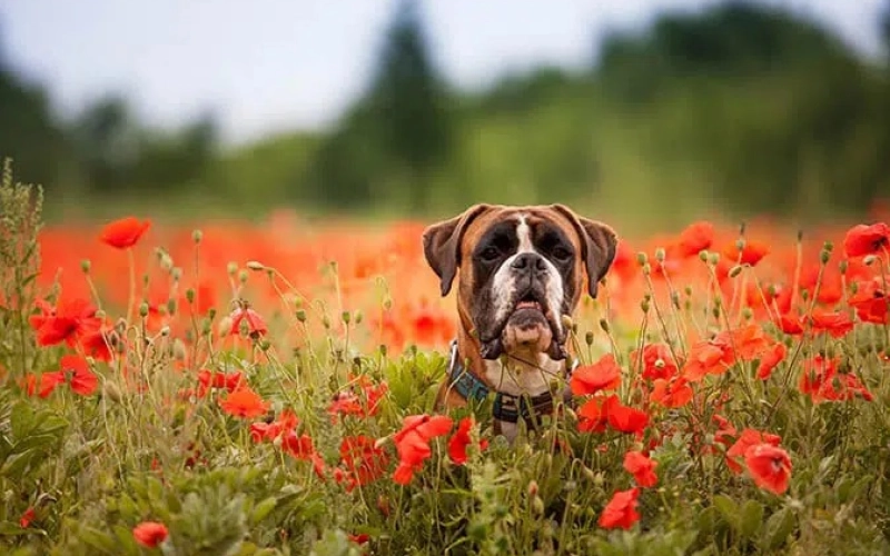 Как избавиться от глистов у собаки