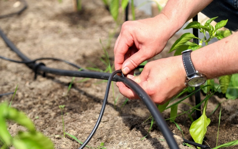 Как выбрать систему капельного полива для вашего участка