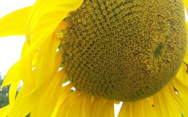 История культивирования подсолнечника: От диких форм до современных сортов