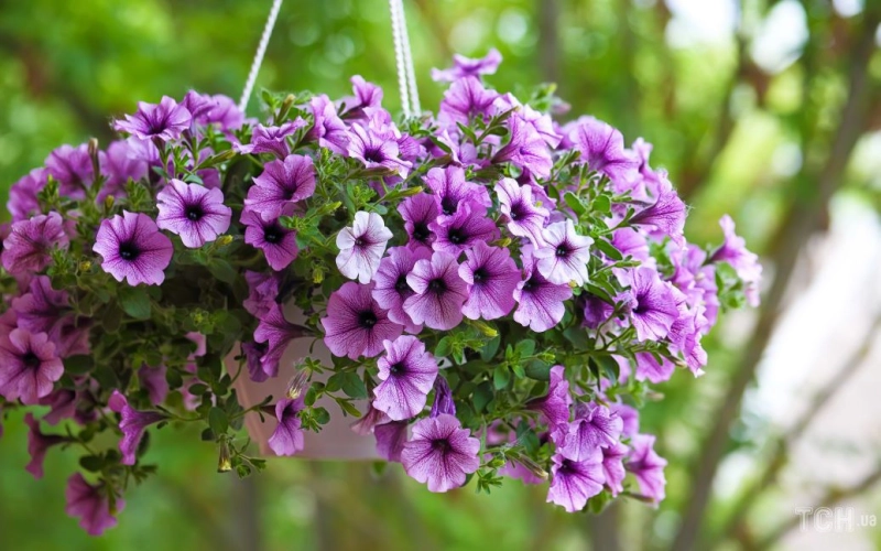 Як правильно підживлювати петунії?