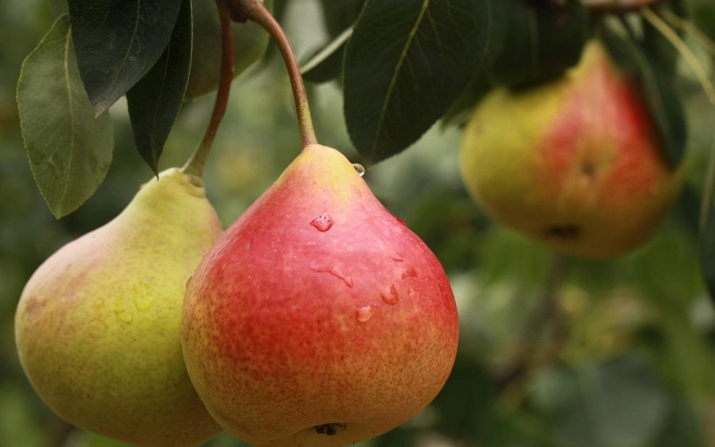 Какую грушу выбрать: обычную или колоновидную?