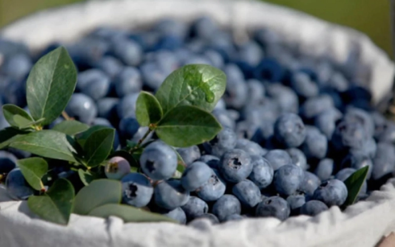 Що таке лохина і як її садити на чорноземі весною