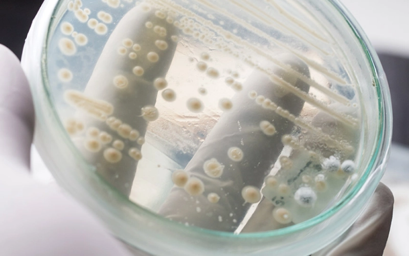 Преимущества пробиотиков в процессах гранулирования кормов: устойчивость и эффективность.