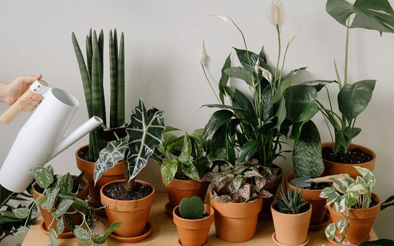 Влияние цветов на урожайность и здоровье почвы: Практические советы для аграриев