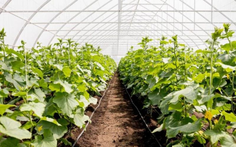 Снижение минерализации и жесткости воды — зачем это нужно в теплицах?