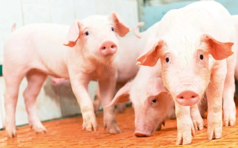 Переваги преміксів Vilofoss для здорового росту поросят